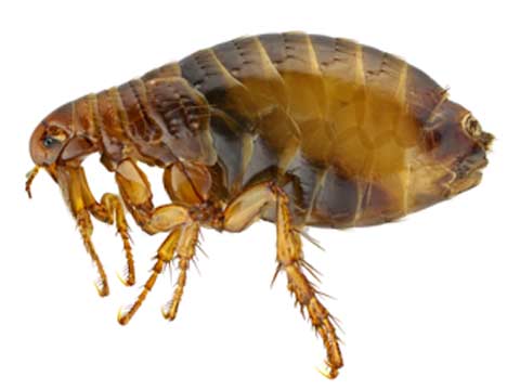 flea control hawthorne