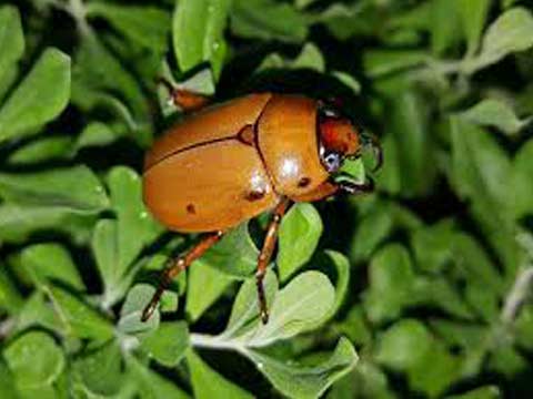 beetle control norco