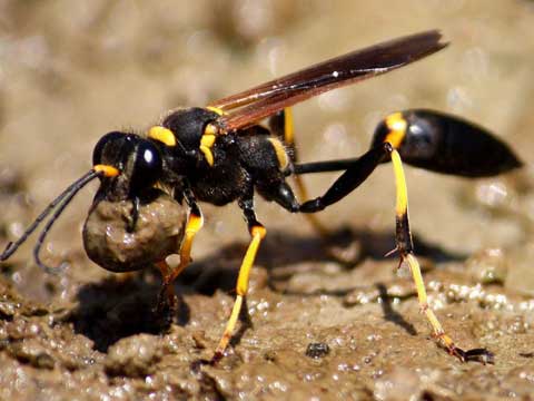 wasp control downey