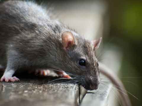 rat control lakewood