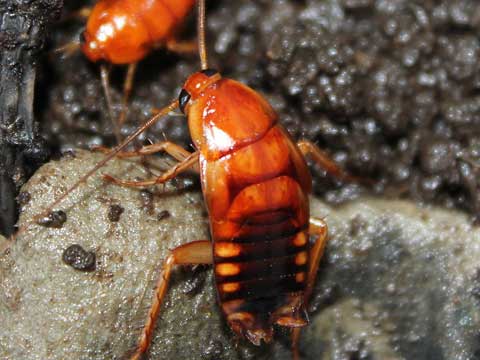 cockroach extermination compton