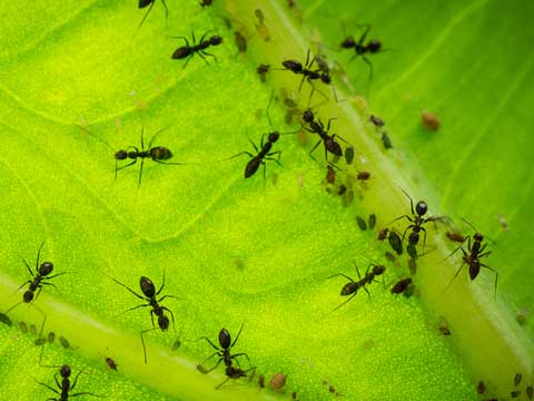 ant control moreno valley