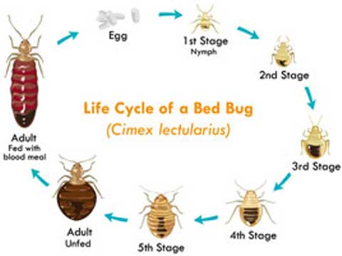 bed bug life cycle riverside