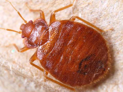 bed bug control norco