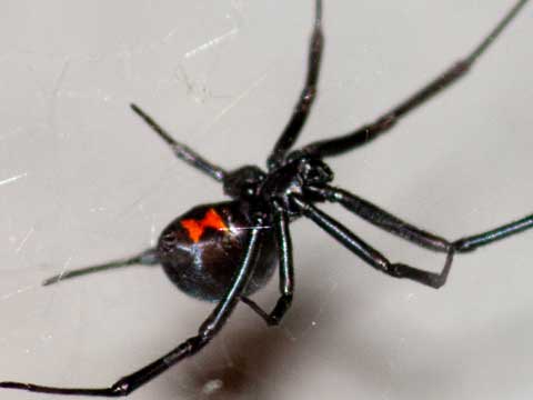 black widow spider control riverside
