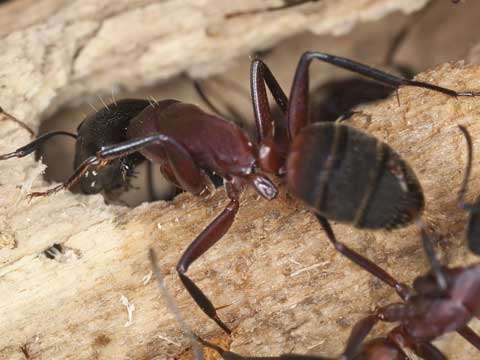 carpenter ant control riverside