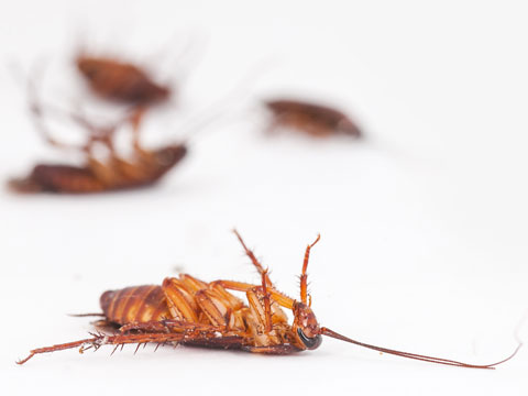 cockroach pest control riverside