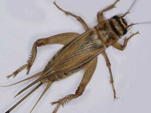 cricket pest control riverside