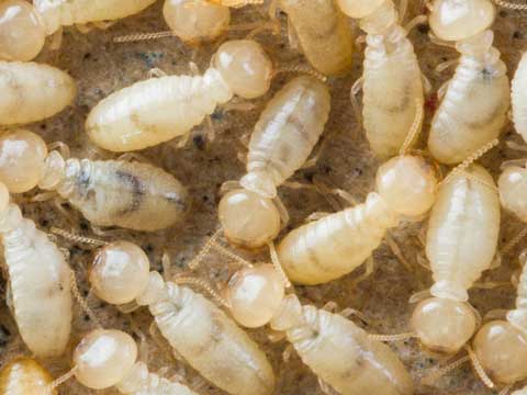 drywood termite control downey
