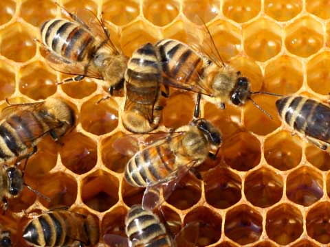 honey bee control riverside