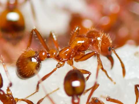 fire ant control riverside