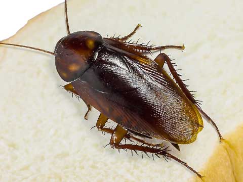cockroach pest control riverside