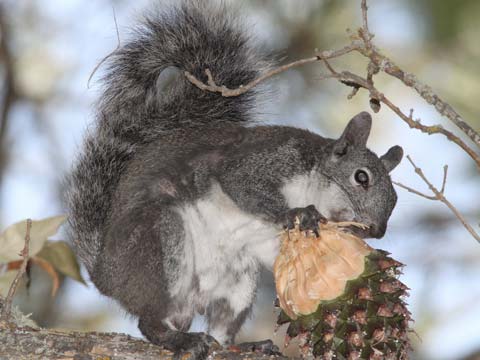 squirrel control el cerrito