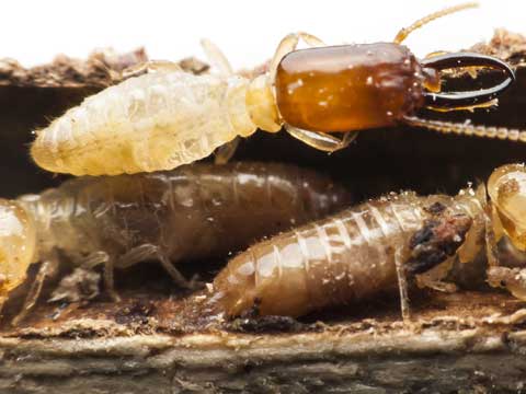 subterranean termite control downey