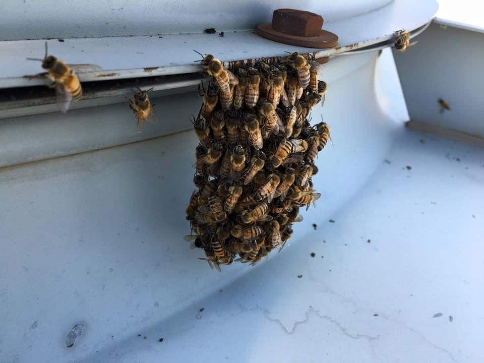 wasp infestation removal in riverside