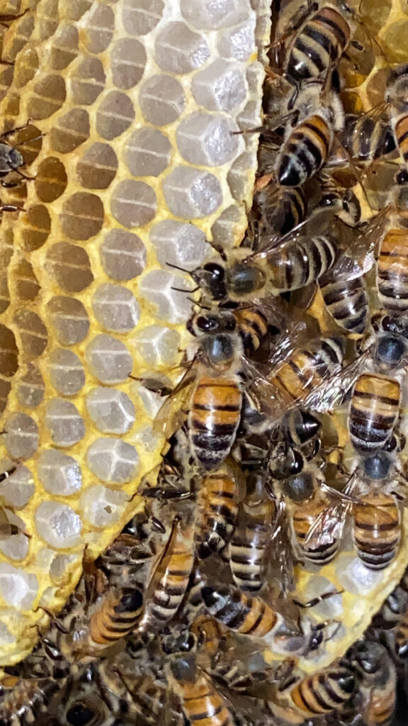Wasp Pest Control Riverside CA