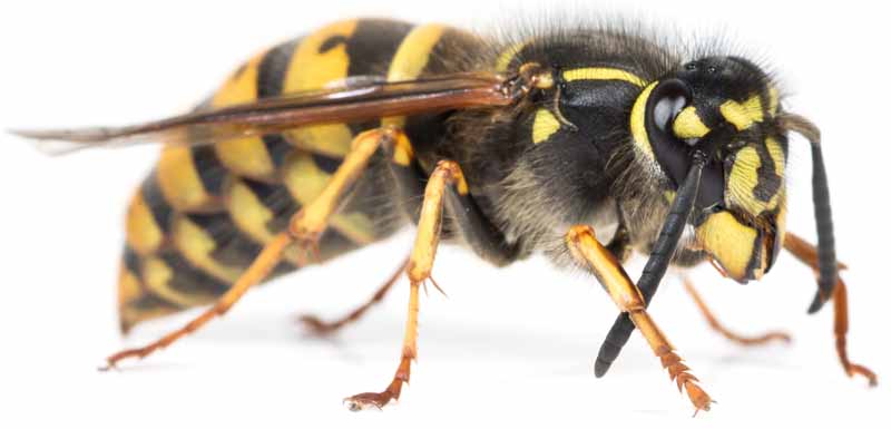 German Yellowjacket Southland Pest Control