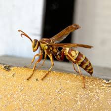 Apache Paper Wasp Pest Control