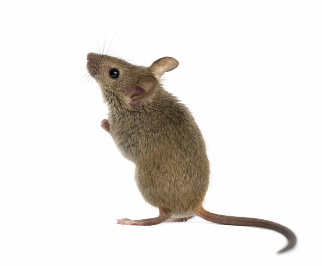 rodent pest control and removal in riverside
