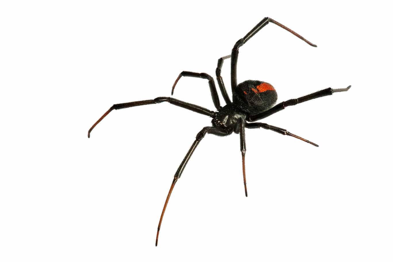 Black Widow Spider