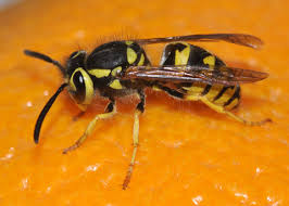 Western Yellowjacket Southland Pest Control