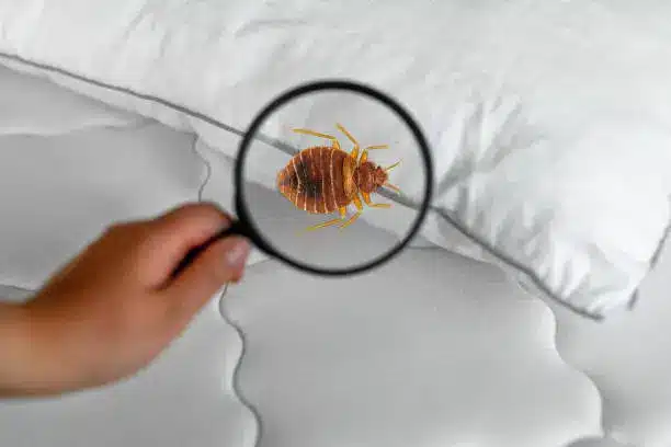 bed bug treatment in riverside