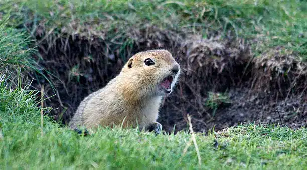 Can Gophers Damage Your Home’s Foundation?
