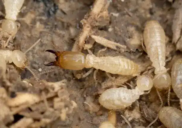 Drywood vs. Subterranean Termites in Riverside: How to Tell the Difference