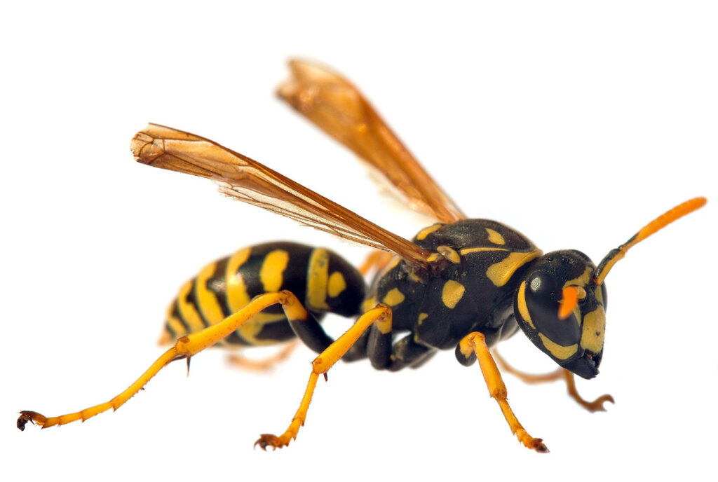 Wasp Pest Control in Riverside CA
