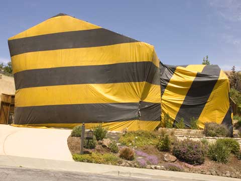 bed bug fumigation service in riverside