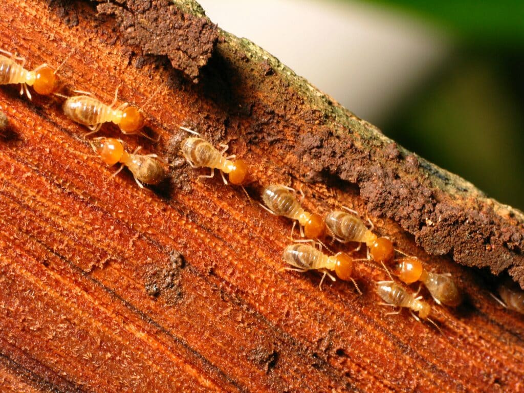 top rated termite removal and control in riverside