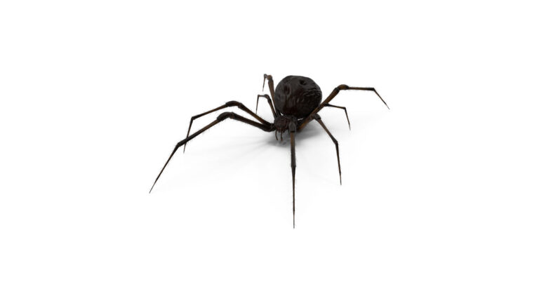 Black Widow Control in Riverside | Safe, Effective Spider Removal