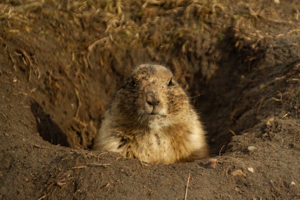 Why Are There Gophers in My Yard? (And How to Get Rid of Them)