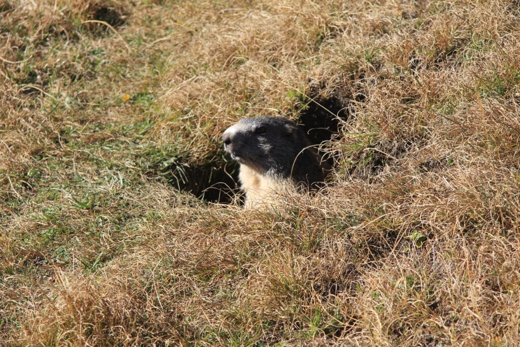 gopher control and removal riverside