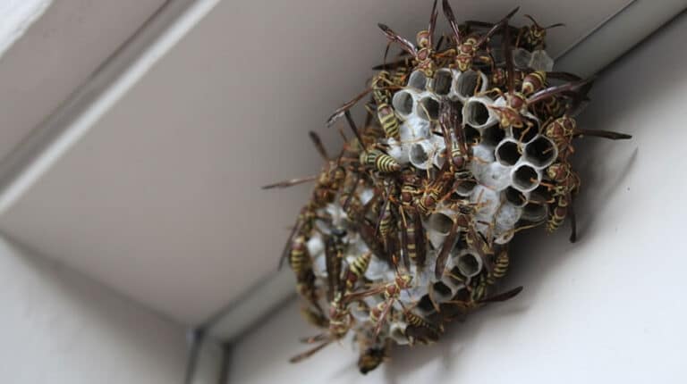 How to Keep Wasps Away From Your Porch | Southland Pest Control