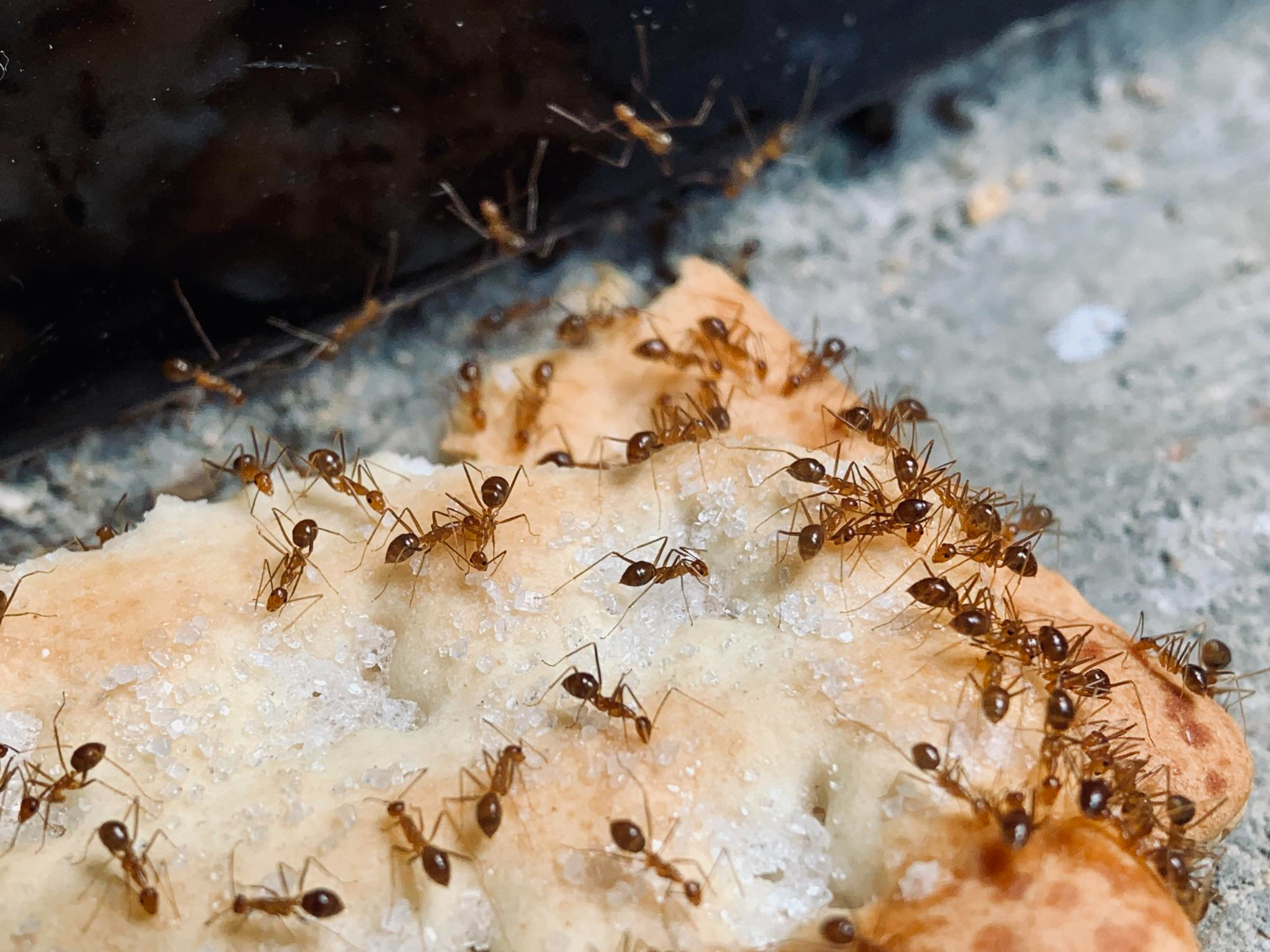emergency ant removal services in riverside