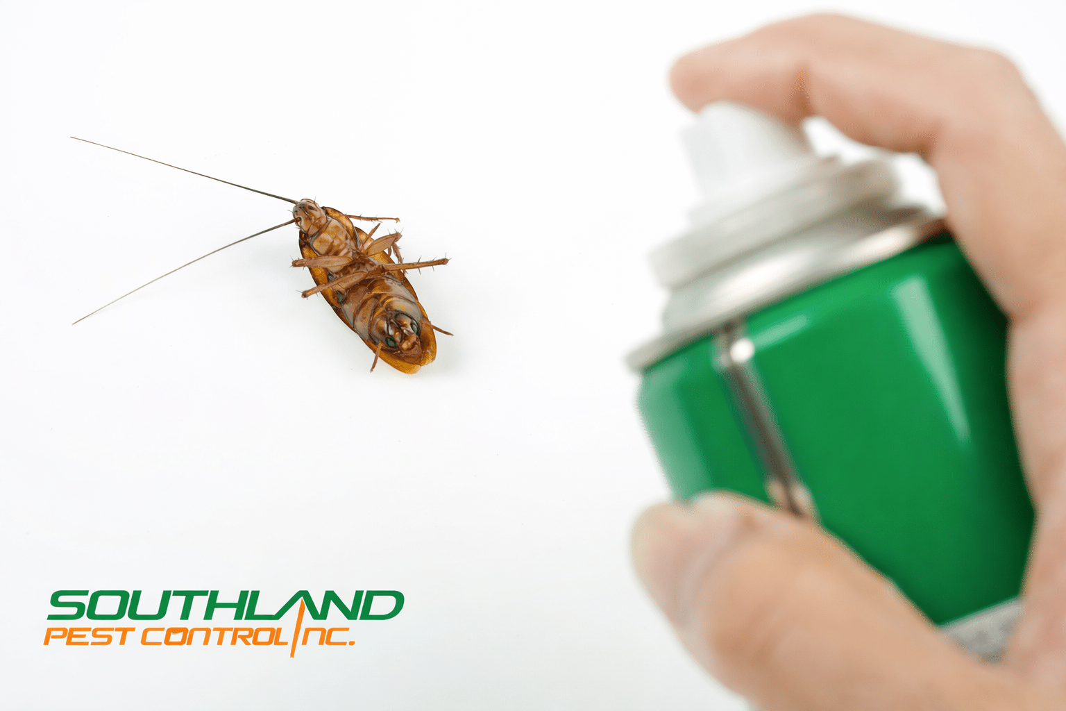 Why Do I Keep Seeing Cockroaches Even After I Spray?
