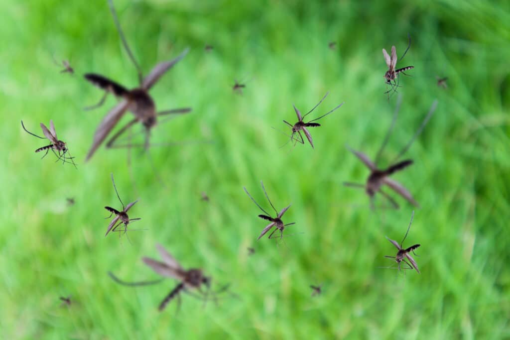 Can’t Enjoy My Riverside Backyard Because of Mosquitoes – Riverside’s Guide To Relief