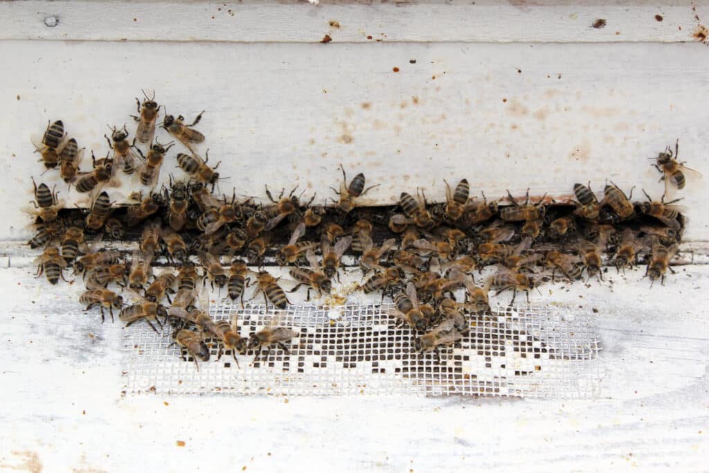 How to Remove a Bee Hive Inside Your Walls: Riverside Homeowner Guide