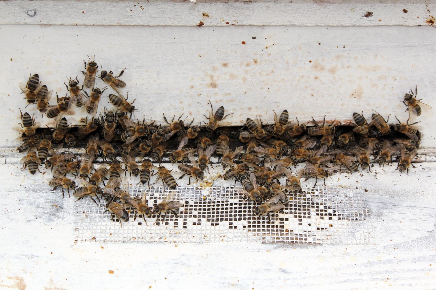 How to Remove a Bee Hive Inside Your Walls: Riverside Homeowner Guide