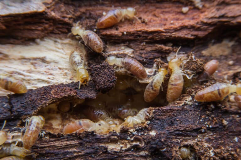4 Termite Treatments for Riverside Homes (And How to Use Each)