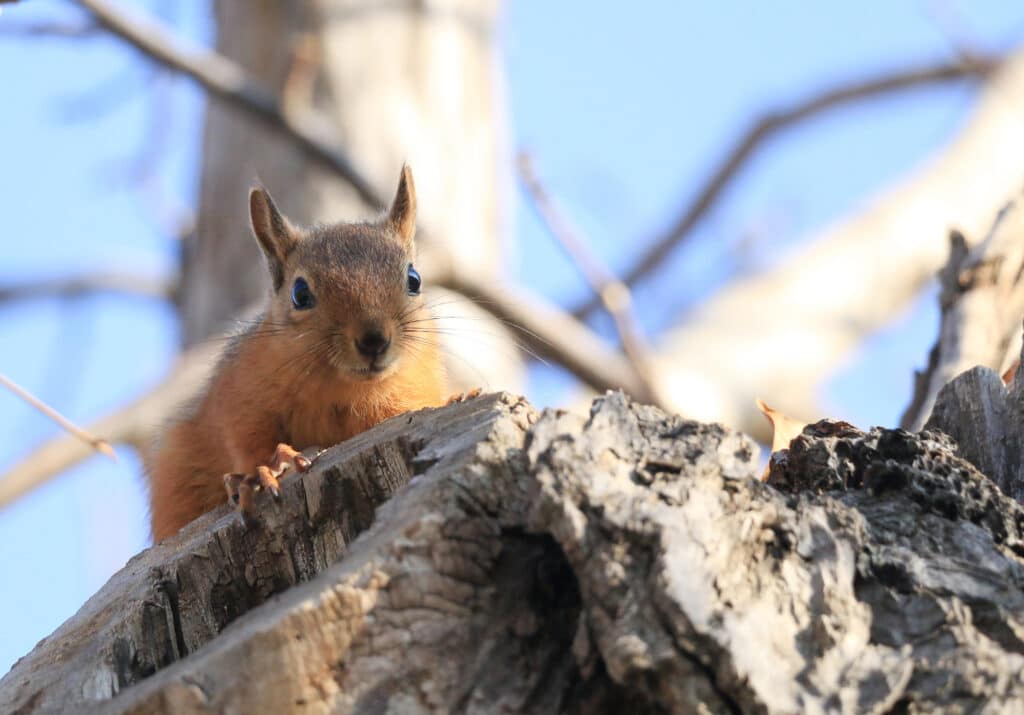 Cute squirrel can cause major damage to homes in riverside ca