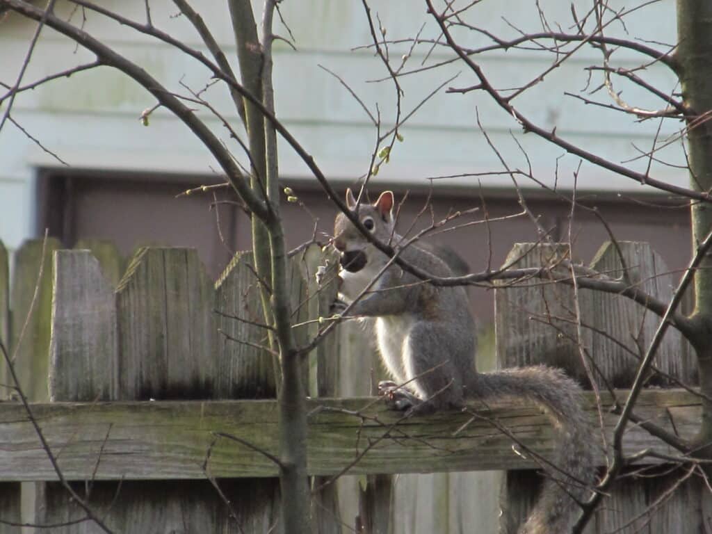 Squirrel watching riverside ca home from fence far away until southland pest control comes