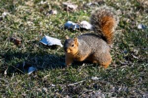 Are Squirrels Dangerous? What You Need to Know | Riverside, CA