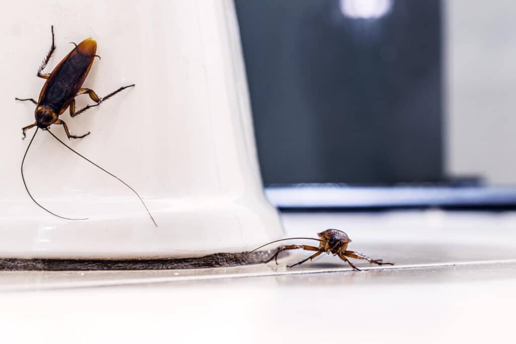 Cockroaches inside a Riverside home bathroom, related to the question do cockroaches bite or sting humans during an infestation.