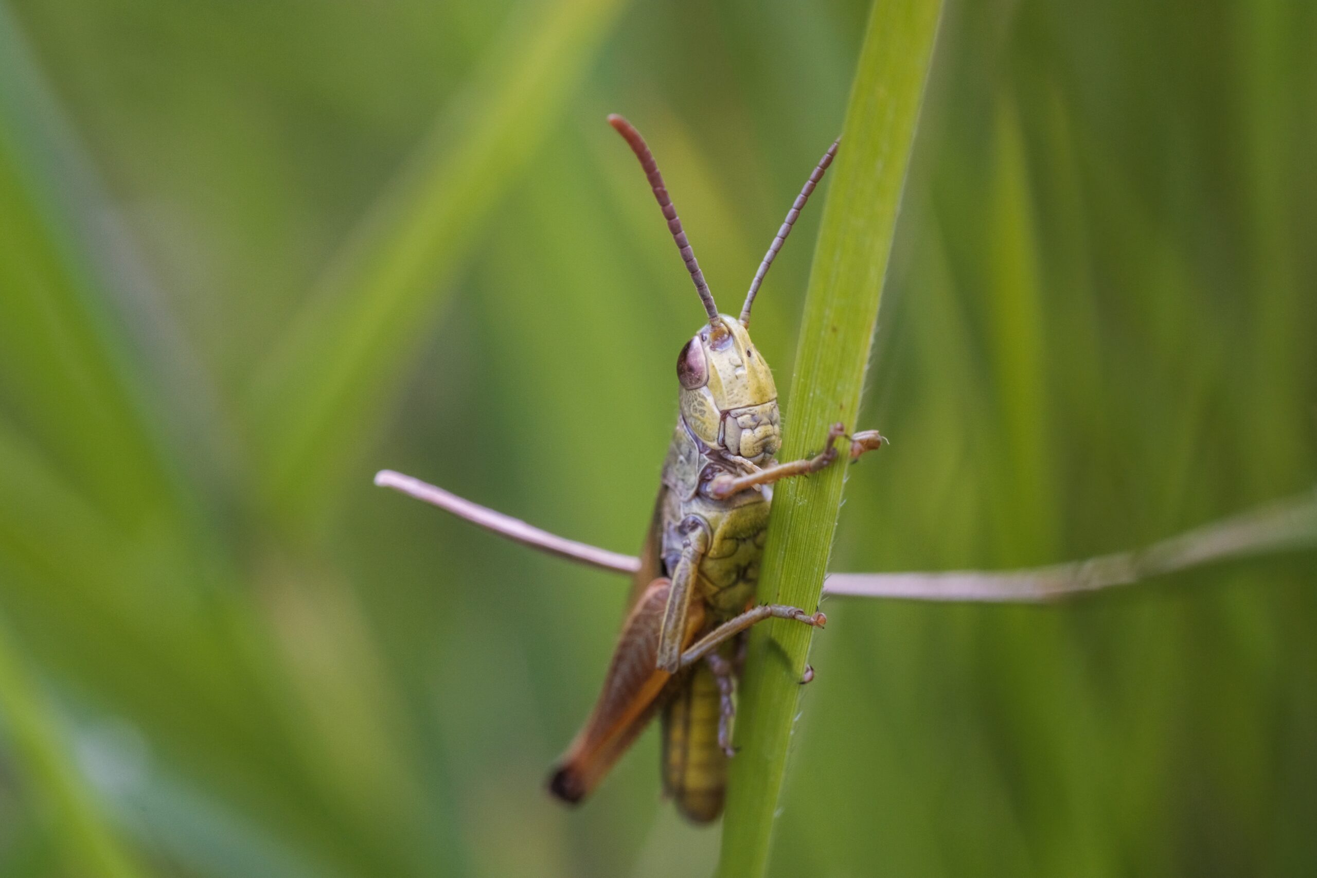 Cricket on blade of grass in riverside ca by southland pest