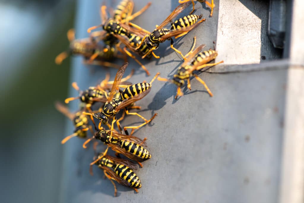 Close up of group of waps swarming near edge of home in riverside california