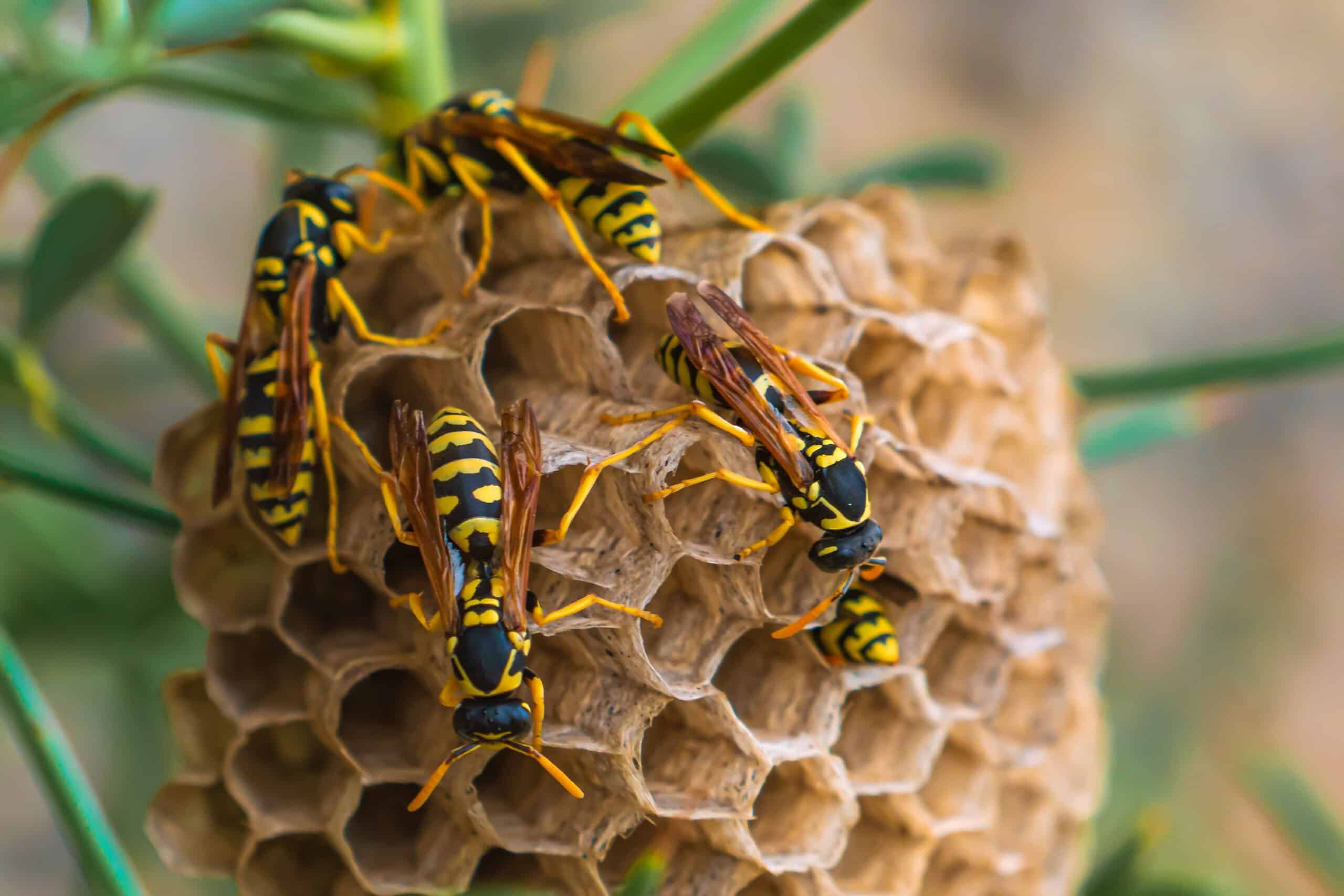 Close up photo of wasps nest in riverside county looking to be getting rid of either at home or by southland pest control