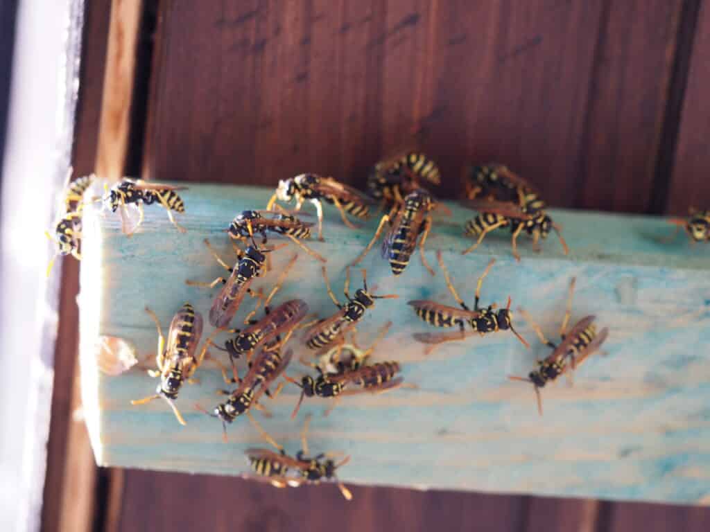 Photo of wasps on wood painted blue in riverside california