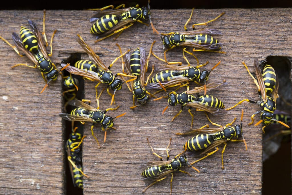 Close up photo of wasps yellowjackets on edge of home in riverside california